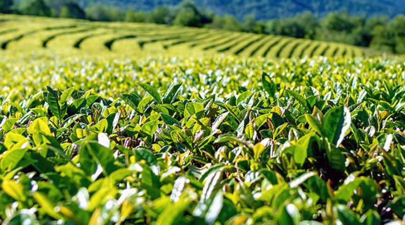 Чайная плантация в Сочи