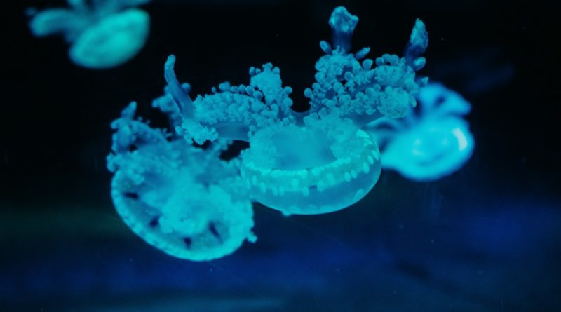 Есть ли медузы в Сочи